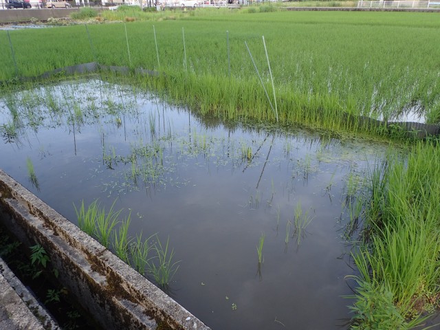 薬草とお米が共演する水田ビオトープ探索！なにが見られるかはお楽しみ